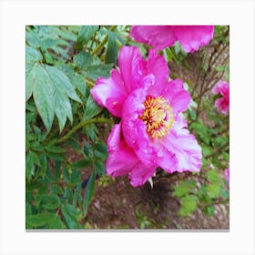 Peonies in Japan 3 Canvas Print