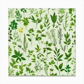 Seamless Pattern Of Herbs 2 Canvas Print