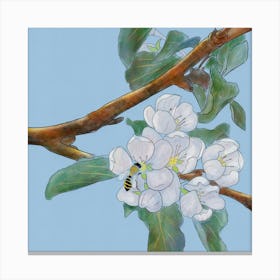 Bee On Apple Blossom Canvas Print