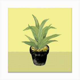 Cactus In Yellow Square Canvas Print