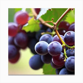 Grapes On The Vine 26 Canvas Print