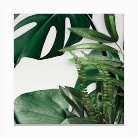 Ferns And Plants Canvas Print