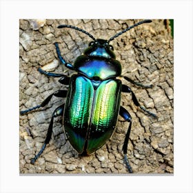 Beetle 7 Canvas Print