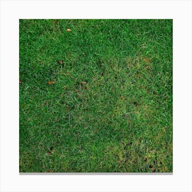 Lawn 253616 1280 Canvas Print