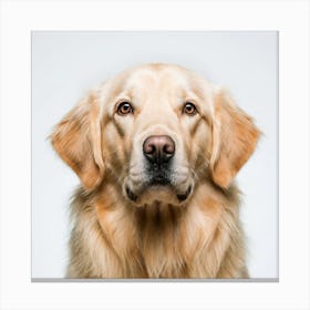 Golden Retriever Portrait Canvas Print