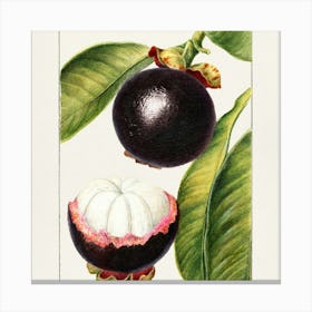 Guava Fruit Canvas Print