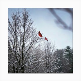 Firefly Beautiful, Winter, Day, Cardinal, Bird, Snowing, Snowy, Serene, Peaceful, Nature, Vibrant, R Canvas Print