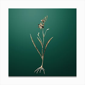 Gold Botanical Ixia Secunda on Dark Spring Green n.3038 Canvas Print