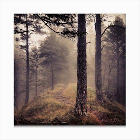 Foggy Forest 1 Canvas Print