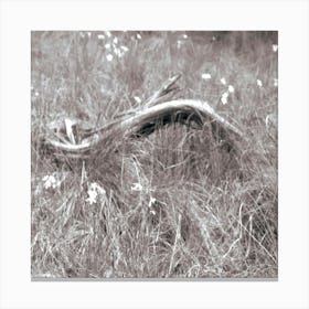 Branche Canvas Print