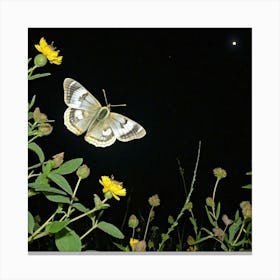 Butterfly At Night 1 Canvas Print