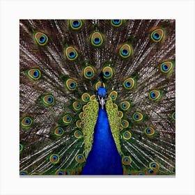 Peacock Canvas Print