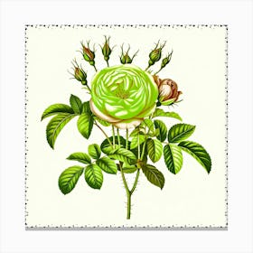 Green Rose Canvas Print