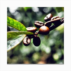 Coffee Beans On The Tree Canvas Print