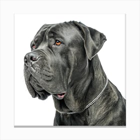 Cane Corso Dog Portrait Stampe su tela