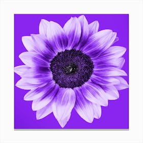 Violet Sunflower Square Canvas Print