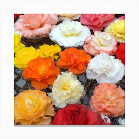 Roses In Water 1 Canvas Print