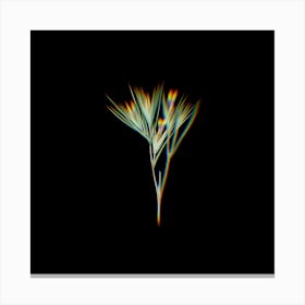 Prism Shift Witsenia Maura Botanical Illustration on Black n.0206 Canvas Print