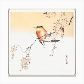 Songbird And Blossoming Cherry (Ca Canvas Print