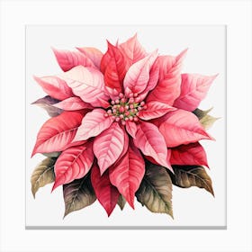 Poinsettia 32 Canvas Print