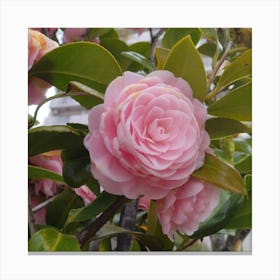 Pink Camellia 1 Canvas Print