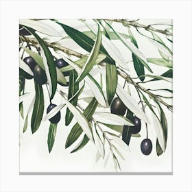 Olive Branch 2 Canvas Print