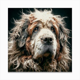 Old Dog 01 Canvas Print