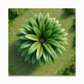 Top View Of A Palm Tree Canvas Print