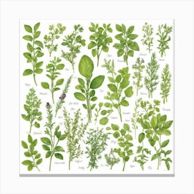 Kitchen Herbs Art Print 1 Canvas Print