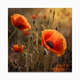 Poppies At Sunset Canvas Print