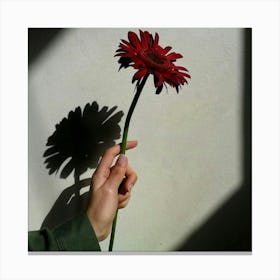 Shadow Of A Flower Canvas Print