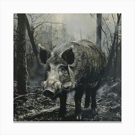 Wild Boar Canvas Print