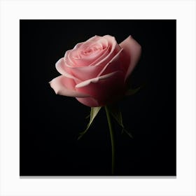 Pink Rose On Black Background 1 Canvas Print