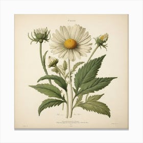 Chamomile Leaf Vintage Botanical Art Print 1 Canvas Print