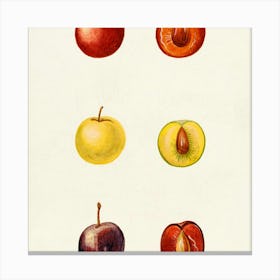 Apricots Canvas Print