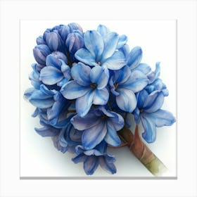 Blue Hyacinth 1 Canvas Print