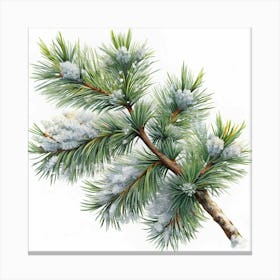 Watercolor Painting Of A Pine Branch With Snow Canvas Print