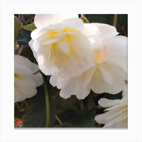 Begonias Canvas Print