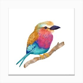 Lilac Breasted Roller Canvas Print