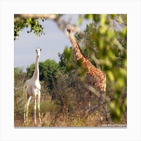 Giraffe in the bush Canvas Print