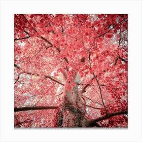 Red Autumn Tree 2 Canvas Print