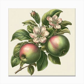 Green Apple Branch Canvas Print