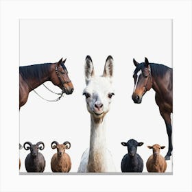 Group Of Animals 1 Canvas Print