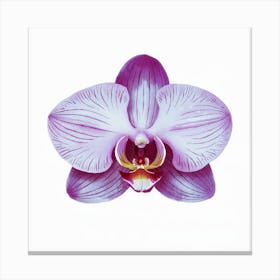 Orchid Flower Canvas Print