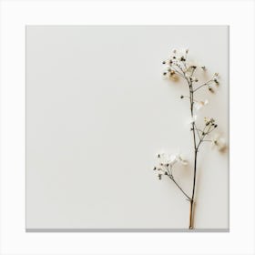 White Flower Isolated On White Background Canvas Print