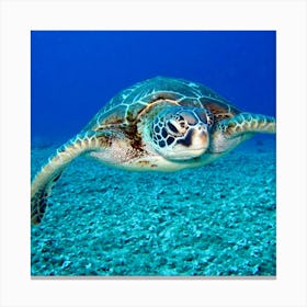 Green Turtle Canvas Print