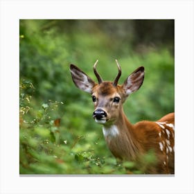 Fawn photo Canvas Print