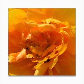 Close Up Of A Yellow Flower Canvas Print