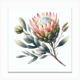 Protea 7 Canvas Print