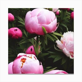 Pink Peonies Canvas Print